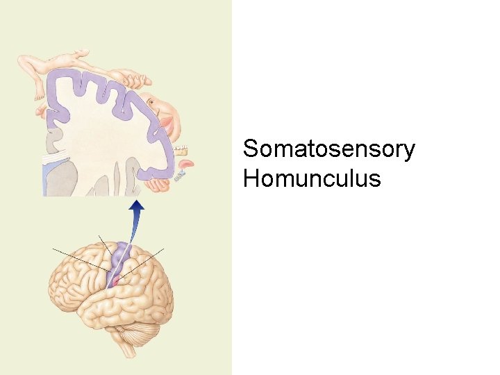 Somatosensory Homunculus 