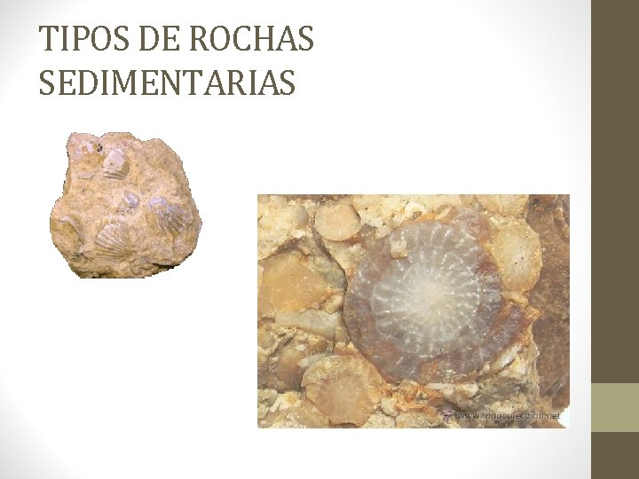 TIPOS DE ROCHAS SEDIMENTARIAS 