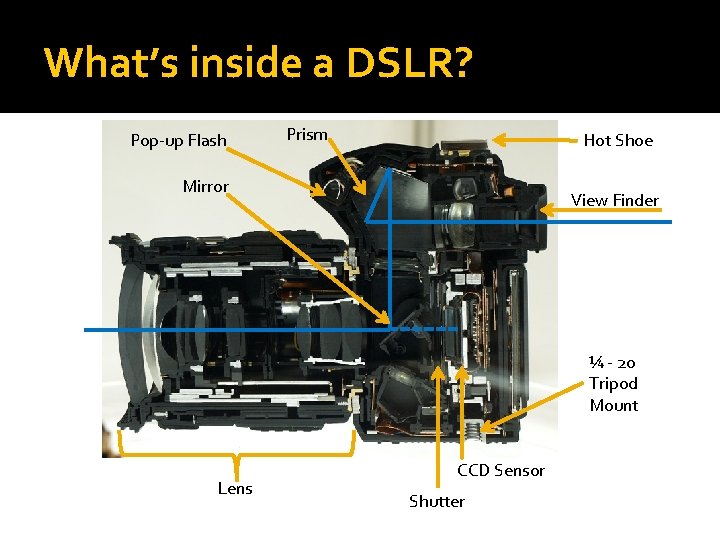 What’s inside a DSLR? Pop-up Flash Prism Hot Shoe Mirror View Finder ¼ -
