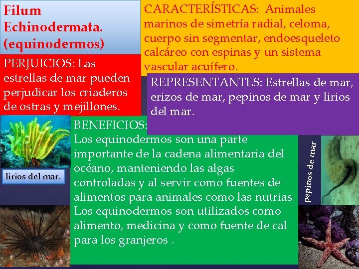 Filum Echinodermata. (equinodermos) pepinos d e mar CARACTERÍSTICAS: Animales marinos de simetría radial, celoma,