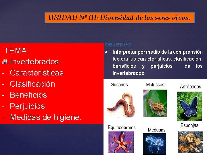 UNIDAD Nº III: Diversidad de los seres vivos. TEMA: Invertebrados: - Características - Clasificación