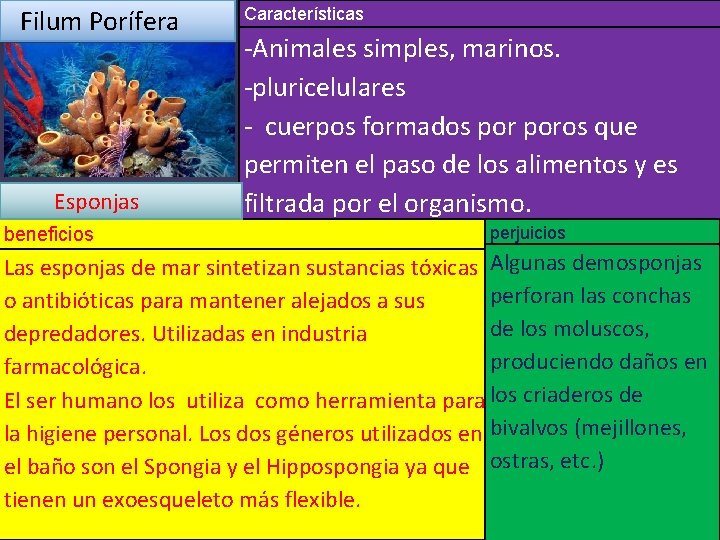  Filum Porífera Características -Animales simples, marinos. -pluricelulares - cuerpos formados poros que permiten