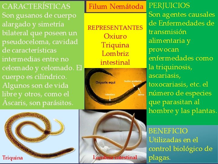 Filum Nemátoda CARACTERÍSTICAS Son gusanos de cuerpo alargado y simetría REPRESENTANTES bilateral que poseen