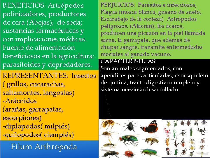 BENEFICIOS: Artrópodos polinizadores, productores de cera (Abejas); de seda; sustancias farmacéuticas y con implicaciones