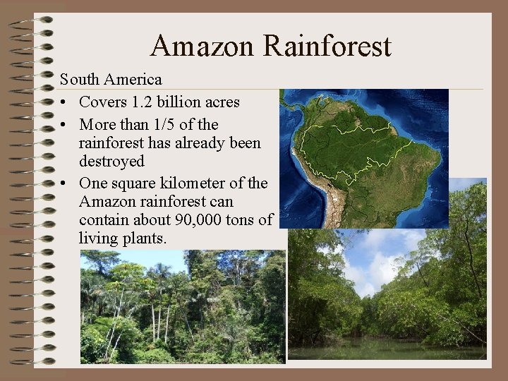 Amazon Rainforest South America • Covers 1. 2 billion acres • More than 1/5