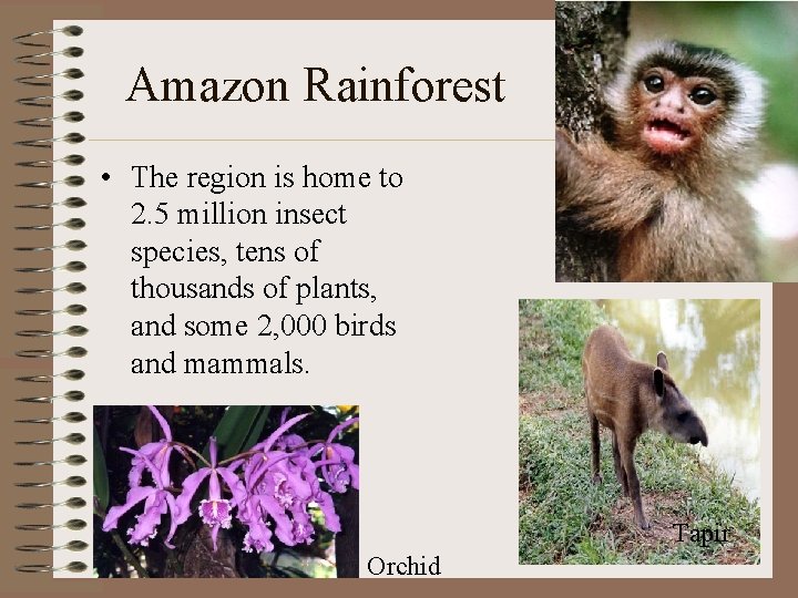 Amazon Rainforest • The region is home to 2. 5 million insect species, tens