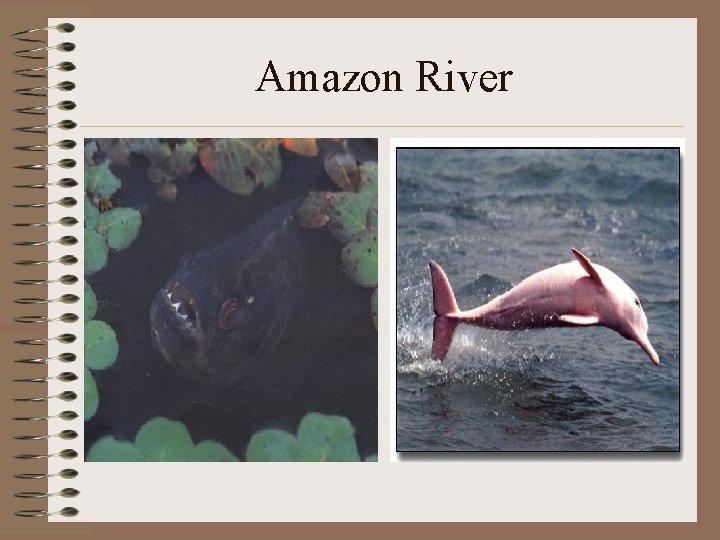 Amazon River 