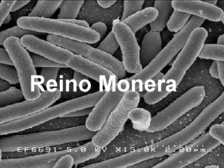 Reino Monera Reino Monera