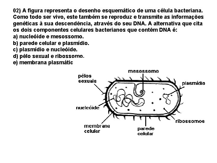 02) A figura representa o desenho esquemático de uma célula bacteriana. Como todo ser 02) A figura representa o desenho esquemático de uma célula bacteriana. Como todo ser