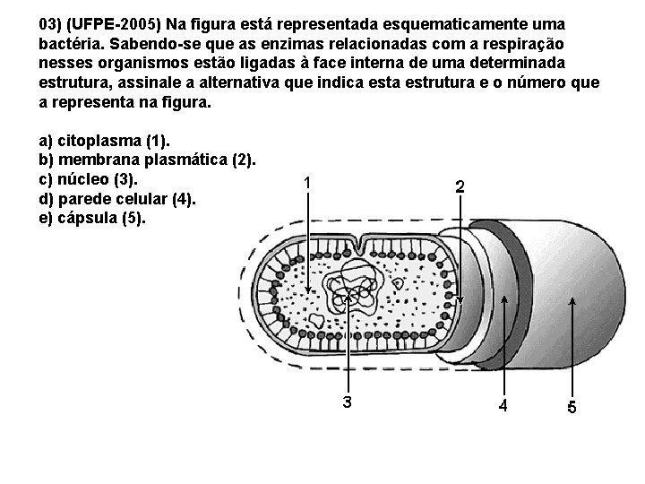 03) (UFPE-2005) Na figura está representada esquematicamente uma bactéria. Sabendo-se que as enzimas relacionadas 03) (UFPE-2005) Na figura está representada esquematicamente uma bactéria. Sabendo-se que as enzimas relacionadas