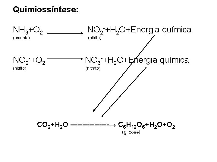 Quimiossíntese: NH 3+O 2 NO 2 -+H 2 O+Energia química NO 2 -+O 2 Quimiossíntese: NH 3+O 2 NO 2 -+H 2 O+Energia química NO 2 -+O 2
