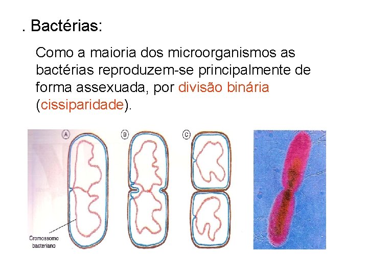 . Bactérias: Como a maioria dos microorganismos as bactérias reproduzem-se principalmente de forma assexuada, . Bactérias: Como a maioria dos microorganismos as bactérias reproduzem-se principalmente de forma assexuada,