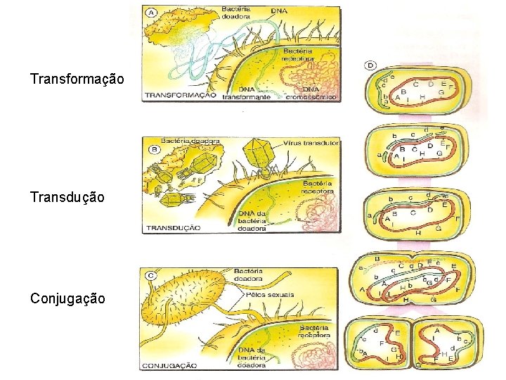 Transformação Transdução Conjugação Transformação Transdução Conjugação