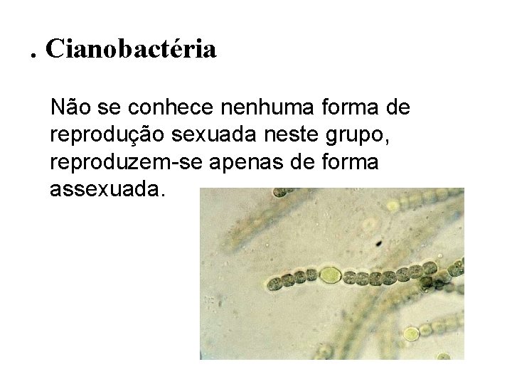 . Cianobactéria Não se conhece nenhuma forma de reprodução sexuada neste grupo, reproduzem-se apenas . Cianobactéria Não se conhece nenhuma forma de reprodução sexuada neste grupo, reproduzem-se apenas