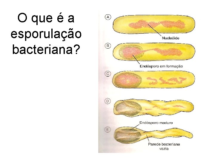 O que é a esporulação bacteriana? O que é a esporulação bacteriana?