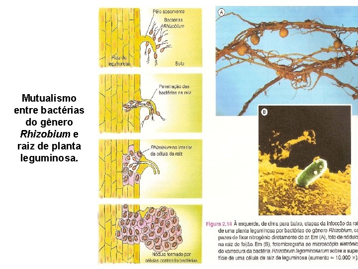 Mutualismo entre bactérias do gênero Rhizobium e raiz de planta leguminosa. Mutualismo entre bactérias do gênero Rhizobium e raiz de planta leguminosa.