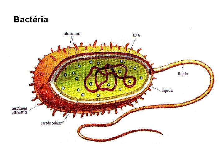 Bactéria Bactéria