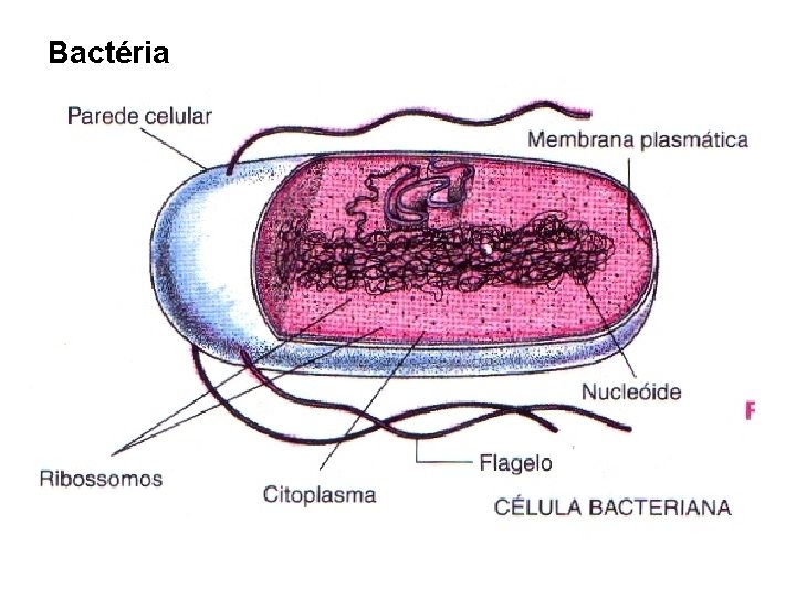 Bactéria Bactéria