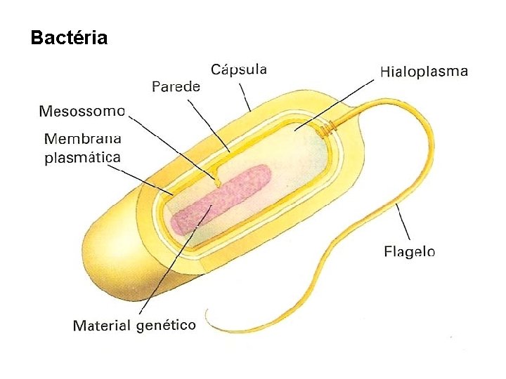 Bactéria Bactéria