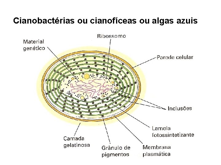 Cianobactérias ou cianofíceas ou algas azuis Cianobactérias ou cianofíceas ou algas azuis