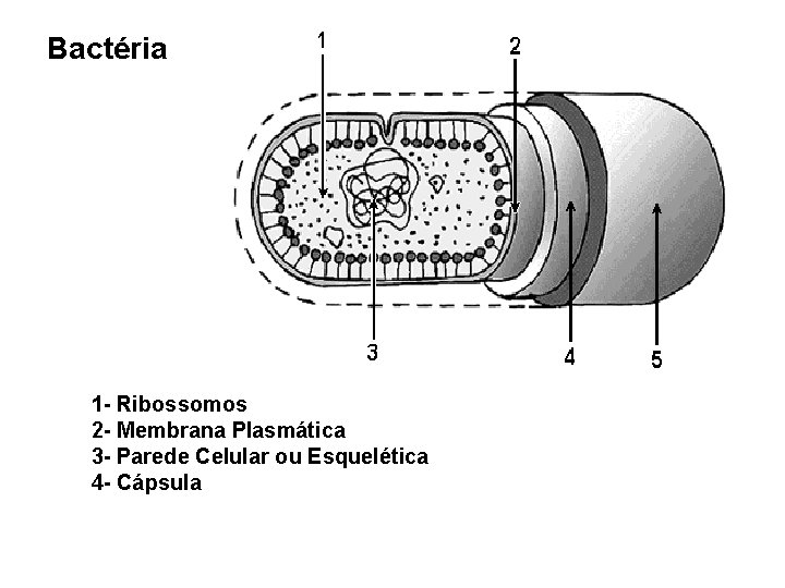 Bactéria 1 - Ribossomos 2 - Membrana Plasmática 3 - Parede Celular ou Esquelética Bactéria 1 - Ribossomos 2 - Membrana Plasmática 3 - Parede Celular ou Esquelética