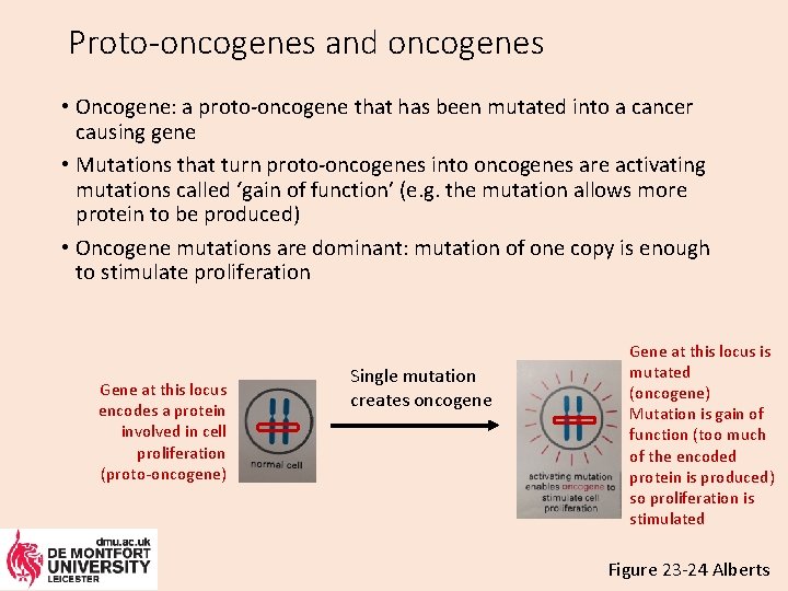 Proto-oncogenes and oncogenes • Oncogene: a proto-oncogene that has been mutated into a cancer