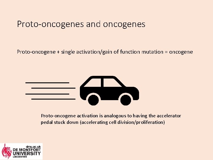 Proto-oncogenes and oncogenes Proto-oncogene + single activation/gain of function mutation = oncogene Proto-oncogene activation