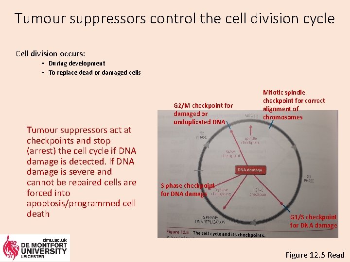 Tumour suppressors control the cell division cycle Cell division occurs: • During development •