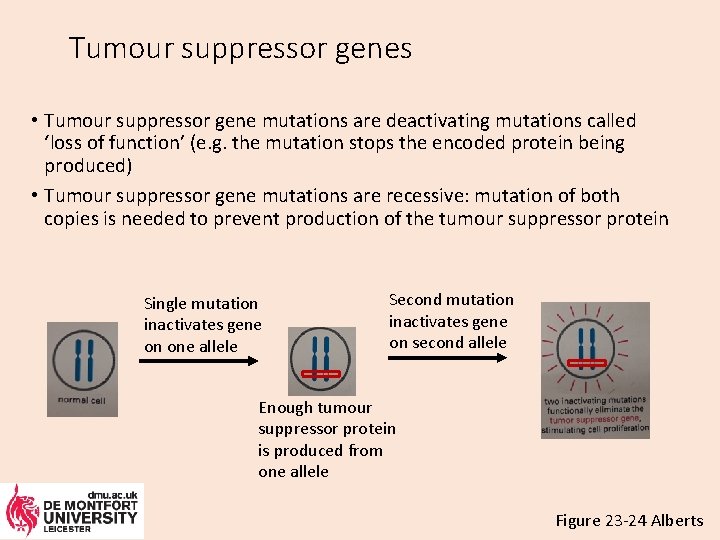 Tumour suppressor genes • Tumour suppressor gene mutations are deactivating mutations called ‘loss of