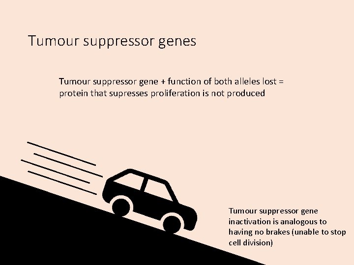 Tumour suppressor genes Tumour suppressor gene + function of both alleles lost = protein