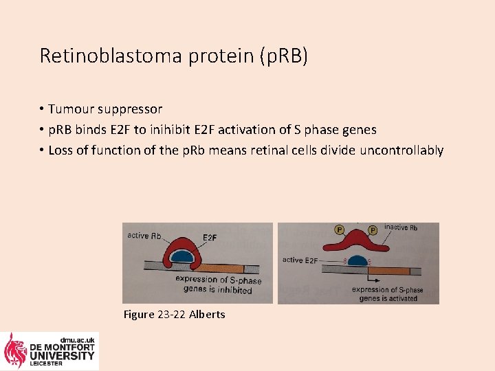 Retinoblastoma protein (p. RB) • Tumour suppressor • p. RB binds E 2 F