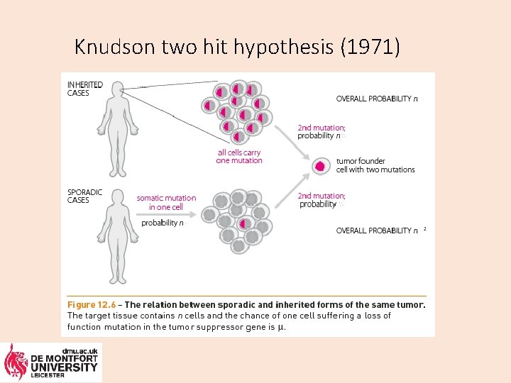 Knudson two hit hypothesis (1971) 