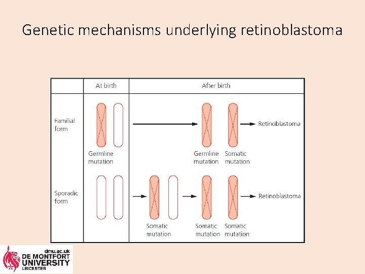 Genetic mechanisms underlying retinoblastoma 