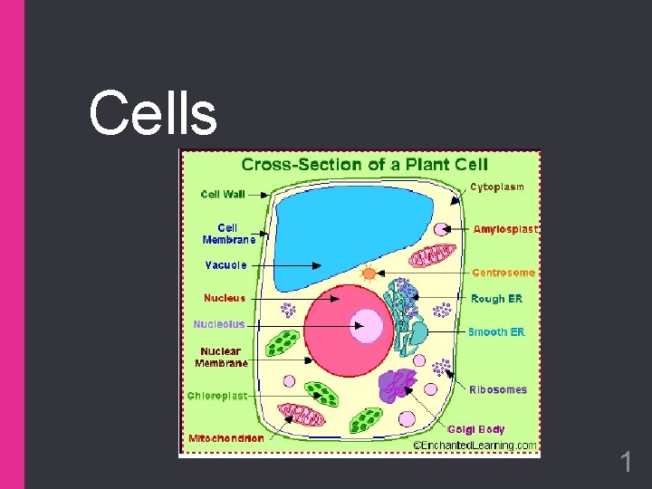 Cells 1 