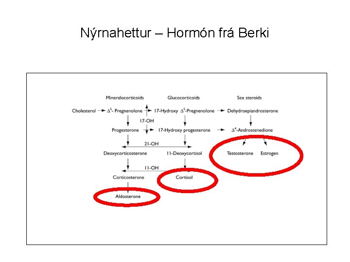 Nýrnahettur – Hormón frá Berki 