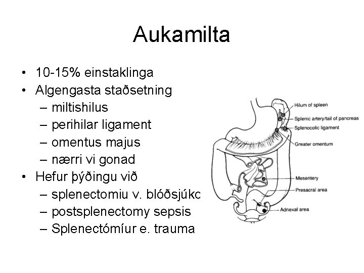 Aukamilta • 10 -15% einstaklinga • Algengasta staðsetning – miltishilus – perihilar ligament –