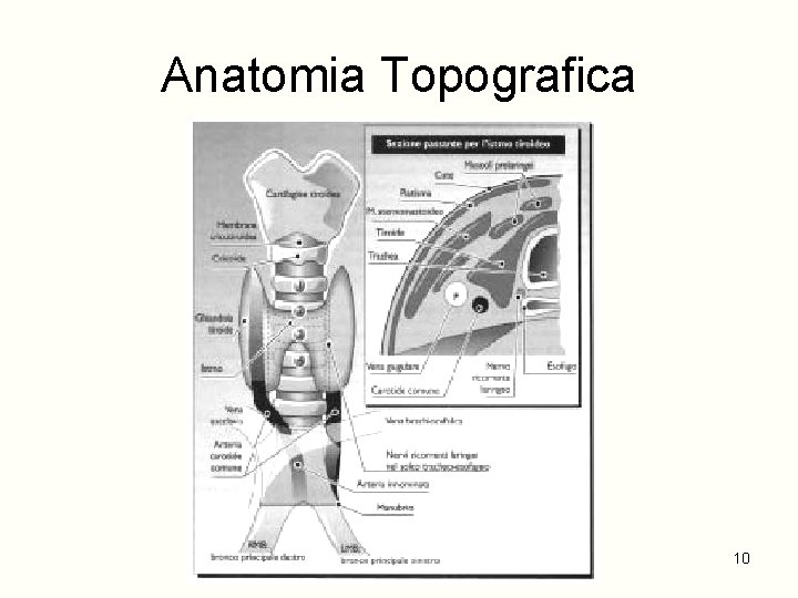 Anatomia Topografica 10 