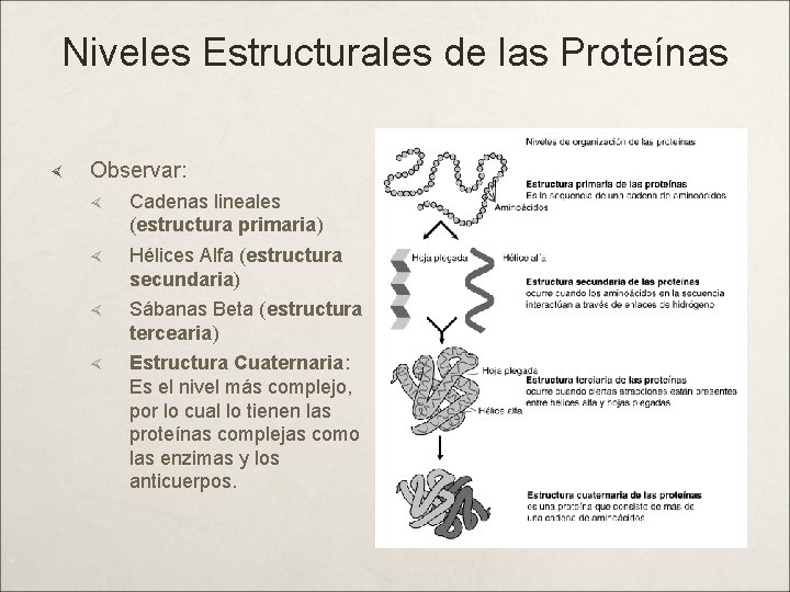 Niveles Estructurales de las Proteínas Observar: Cadenas lineales (estructura primaria) Hélices Alfa (estructura secundaria)