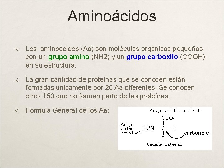 Aminoácidos Los aminoácidos (Aa) son moléculas orgánicas pequeñas con un grupo amino (NH 2)