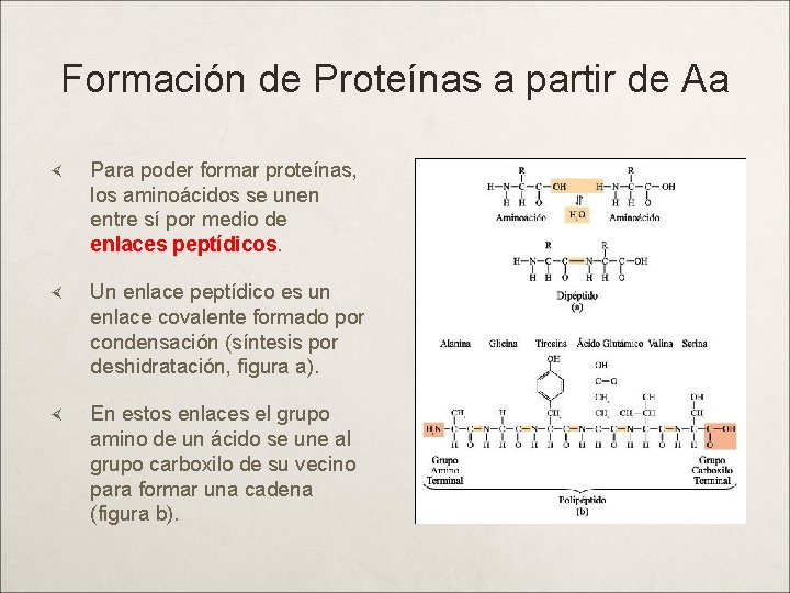 Formación de Proteínas a partir de Aa Para poder formar proteínas, los aminoácidos se