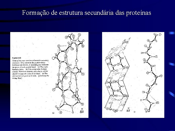 Formação de estrutura secundária das proteínas 