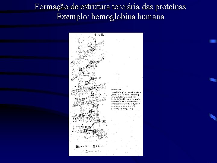 Formação de estrutura terciária das proteínas Exemplo: hemoglobina humana 