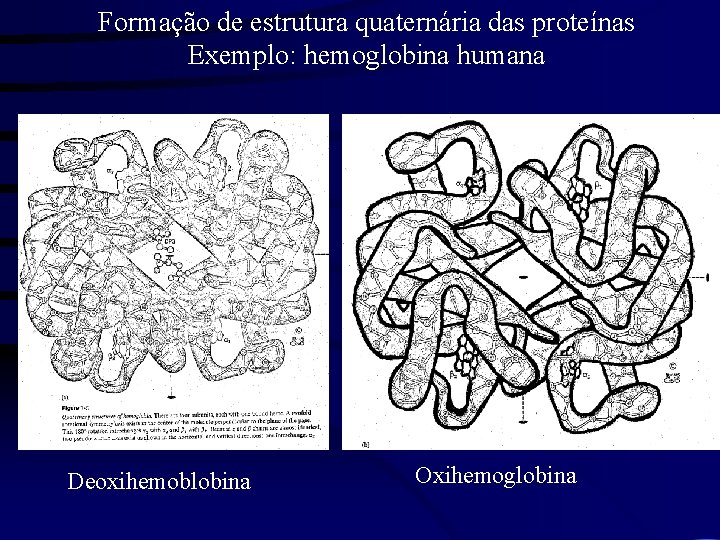 Formação de estrutura quaternária das proteínas Exemplo: hemoglobina humana Deoxihemoblobina Oxihemoglobina 