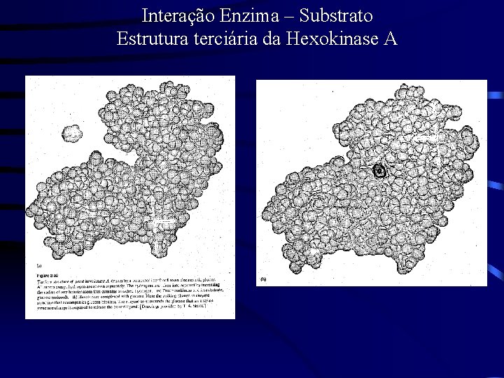 Interação Enzima – Substrato Estrutura terciária da Hexokinase A 