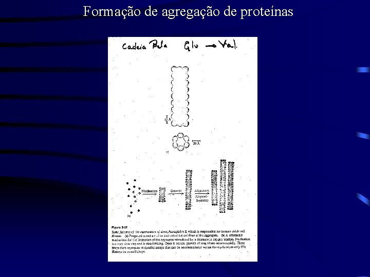 Formação de agregação de proteínas 