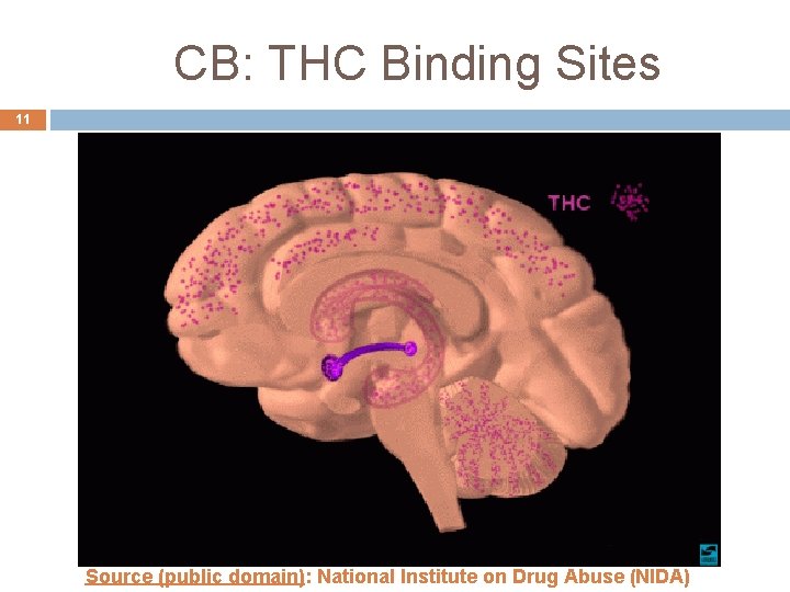 CB: THC Binding Sites 11 Source (public domain): National Institute on Drug Abuse (NIDA) CB: THC Binding Sites 11 Source (public domain): National Institute on Drug Abuse (NIDA)