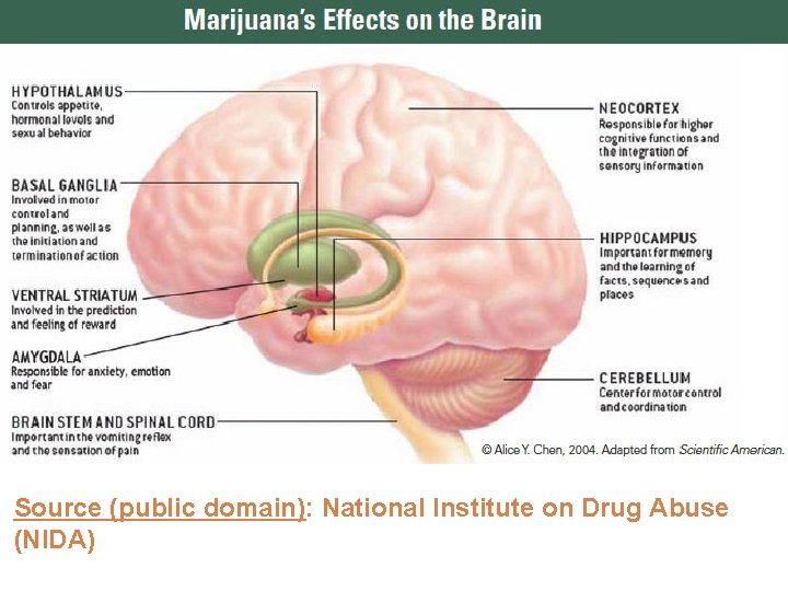 12 Source (public domain): National Institute on Drug Abuse (NIDA) 12 Source (public domain): National Institute on Drug Abuse (NIDA)