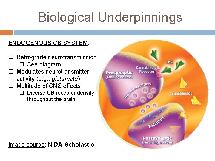 Biological Underpinnings ENDOGENOUS CB SYSTEM: q Retrograde neurotransmission q See diagram q Modulates neurotransmitter Biological Underpinnings ENDOGENOUS CB SYSTEM: q Retrograde neurotransmission q See diagram q Modulates neurotransmitter