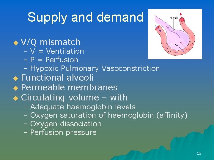 Supply and demand u V/Q mismatch – V = Ventilation – P = Perfusion
