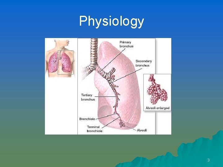 Physiology 3 